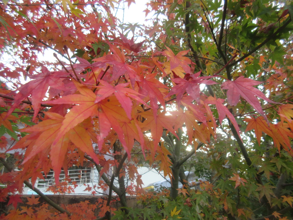 紅葉が見ごろです④
