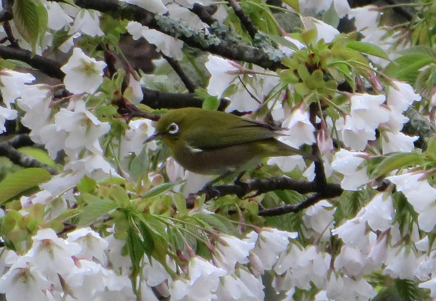 桜とメジロ③