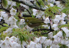 桜とメジロ③