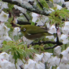 桜とメジロ③