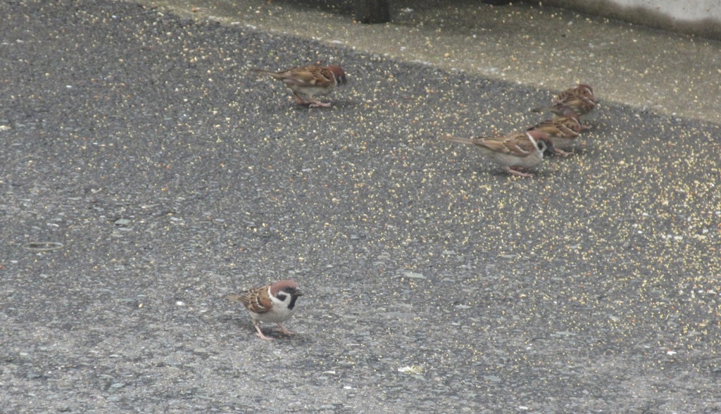 餌に群がるスズメたち④