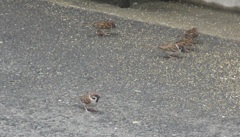 餌に群がるスズメたち④