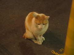 夜の駐車場にて何かを見つめてる猫ちゃん②