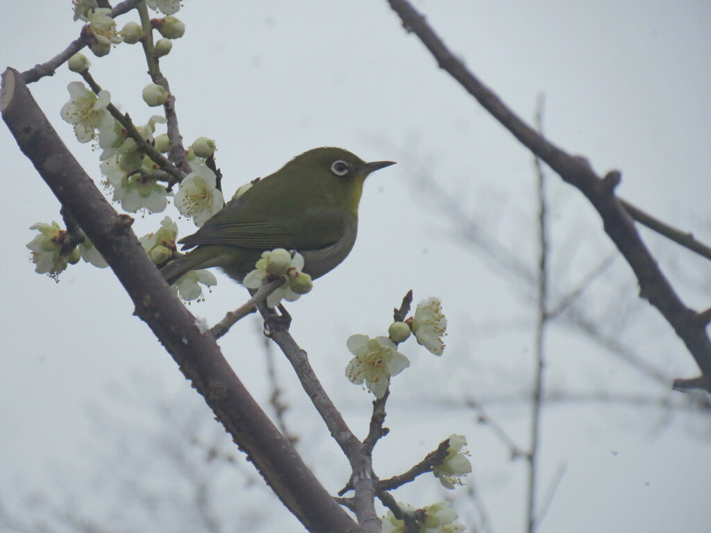 梅とメジロ　②