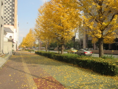 色づくイチョウの木