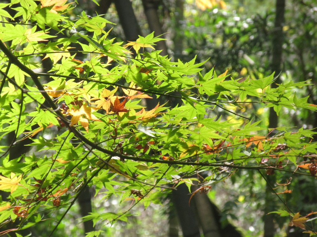 紅葉と緑②