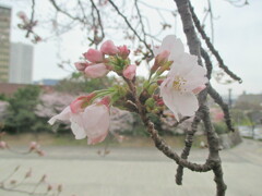 桜の開花　⑥