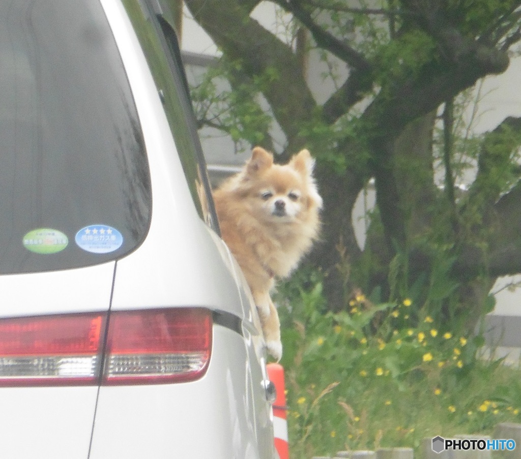 車の窓から乗り出しているワンちゃん