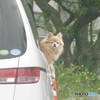 車の窓から乗り出しているワンちゃん