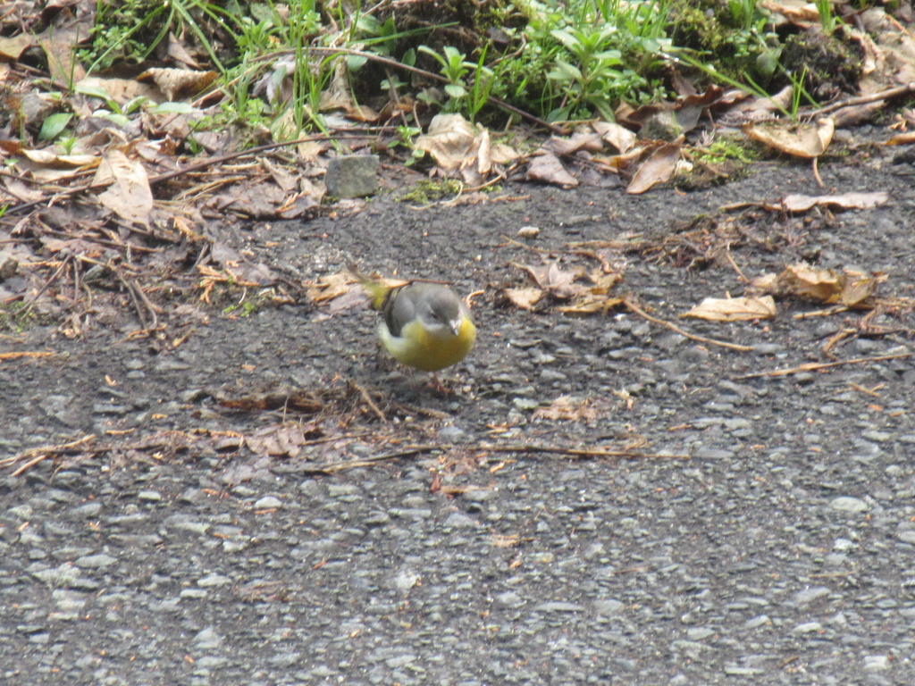 田舎のキセキレイ　③
