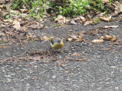 田舎のキセキレイ　③