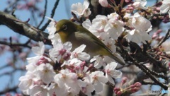 メジロと桜
