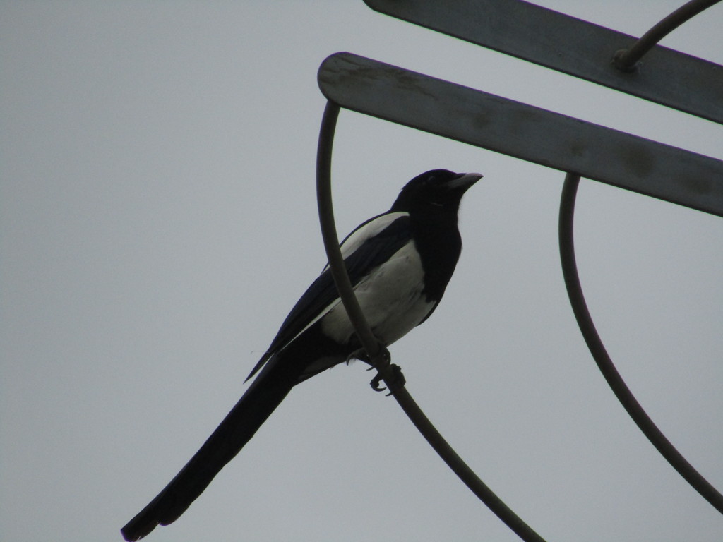 カササギの観察