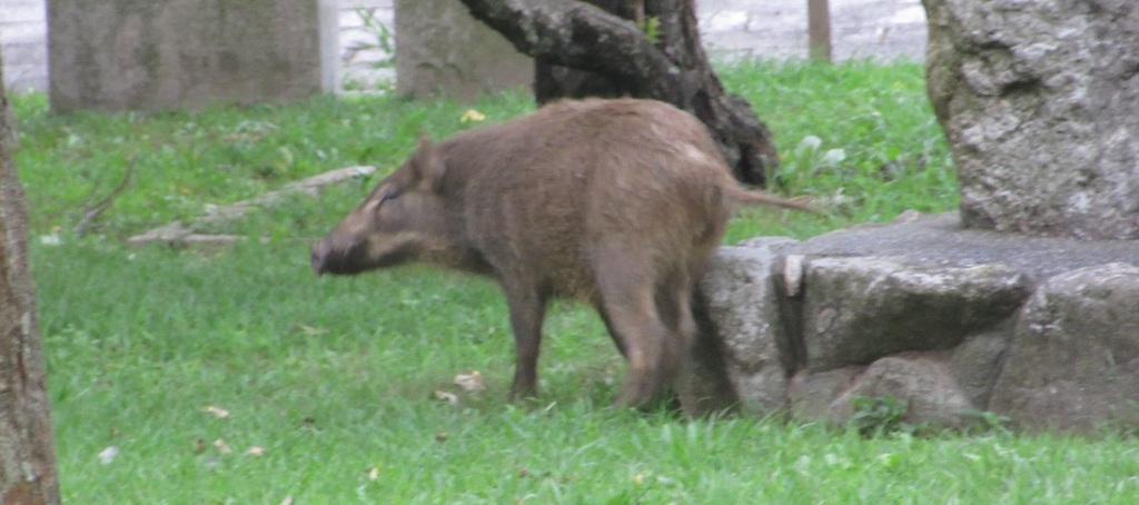 天拝山歴史公園のイノシシ①