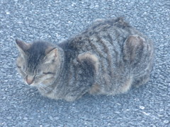 眠そうにしてる猫ちゃん①