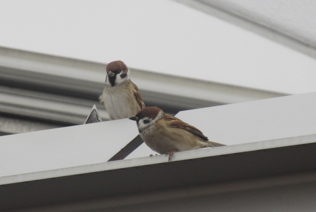 屋根の上のスズメ③