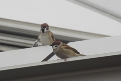 屋根の上のスズメ③