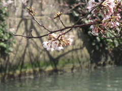 福岡市内の桜②