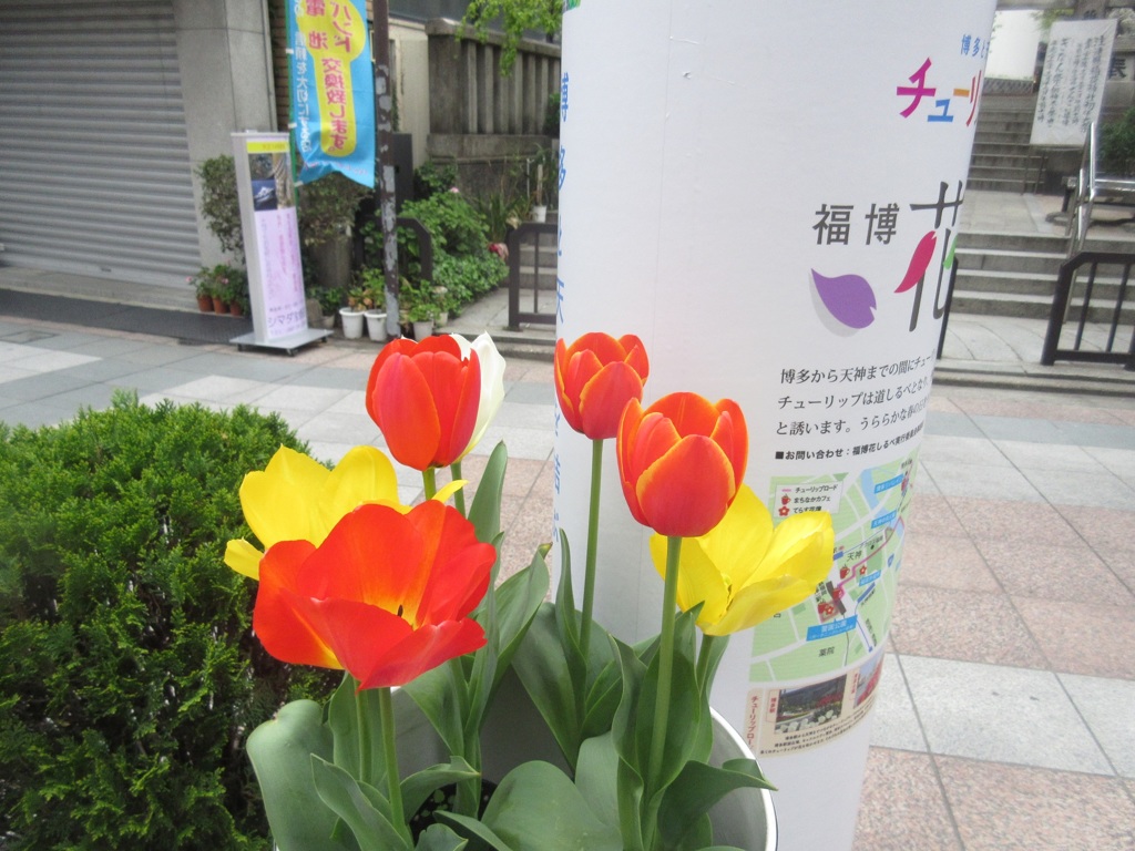 咲いたチューリップ②