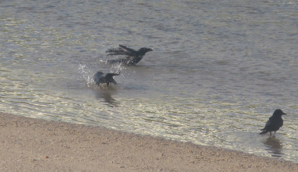 カラスの行水⑦