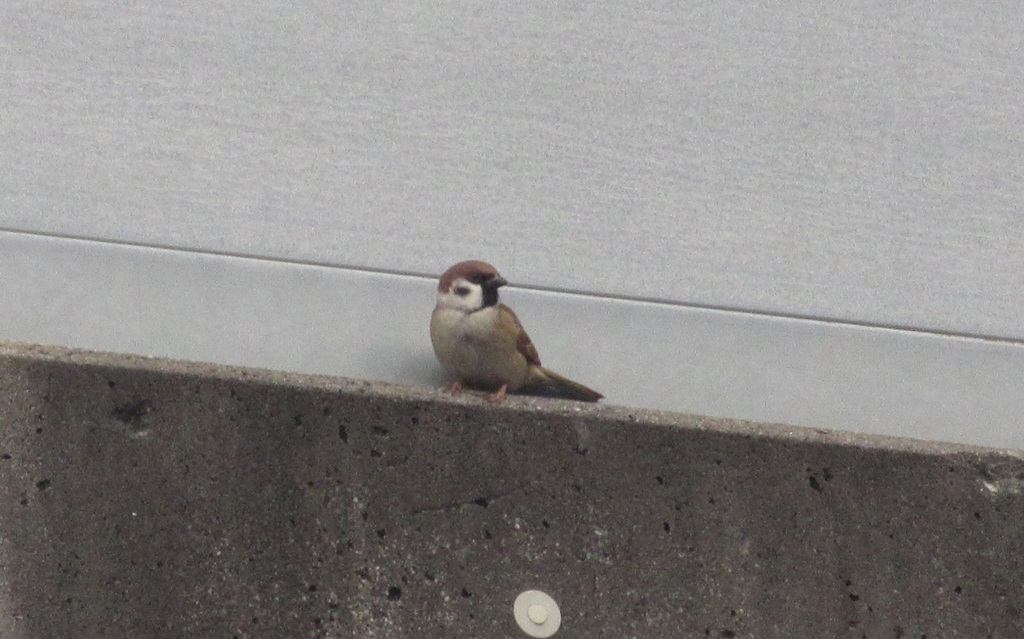 塀の上のスズメ