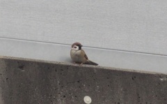 塀の上のスズメ