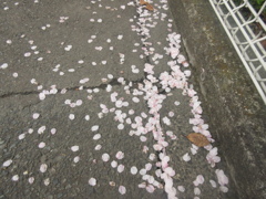 散り始めた桜