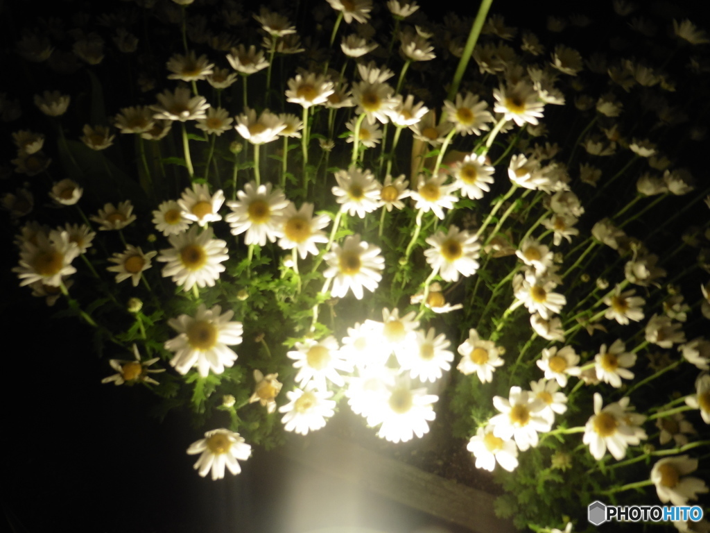 ライトアップされた花々
