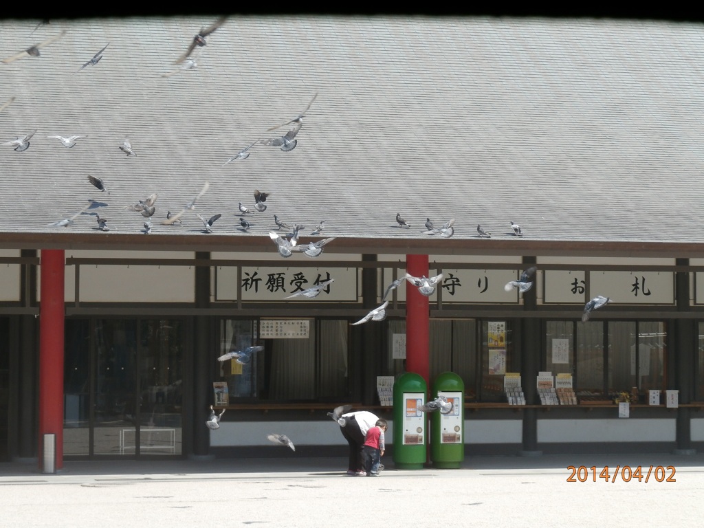 群れで飛ぶ鳩