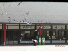 群れで飛ぶ鳩