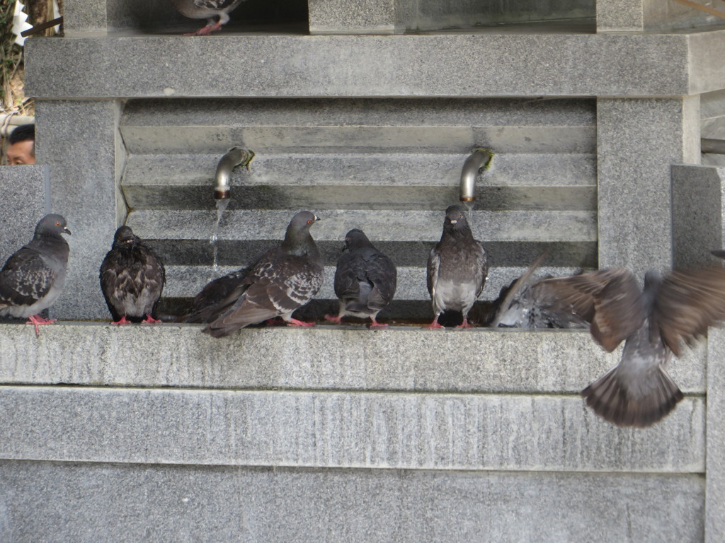 鳩たちの行水②