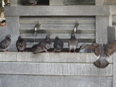 鳩たちの行水②