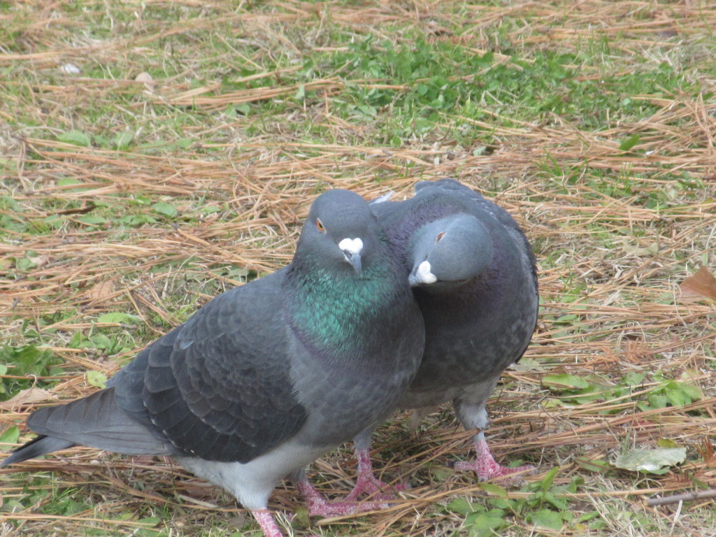 仲の良い鳩②