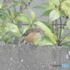 ジョウビタキ雌②