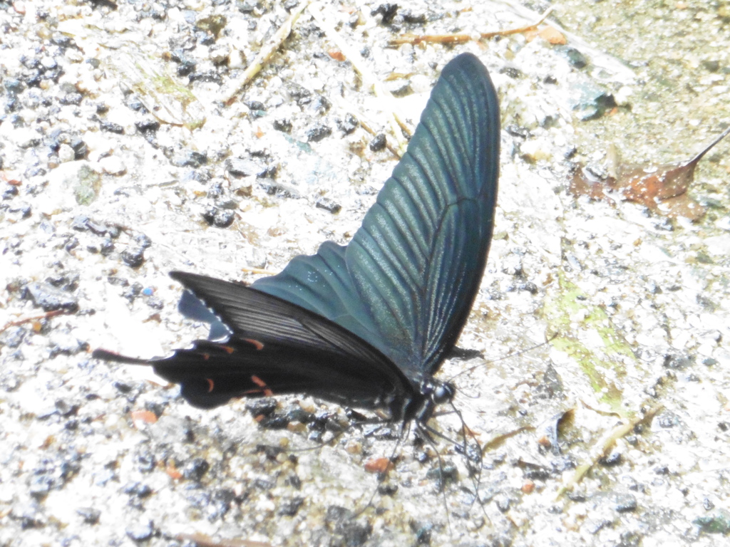 山麓で見かけた蝶①