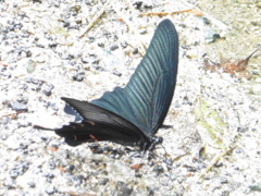 山麓で見かけた蝶①