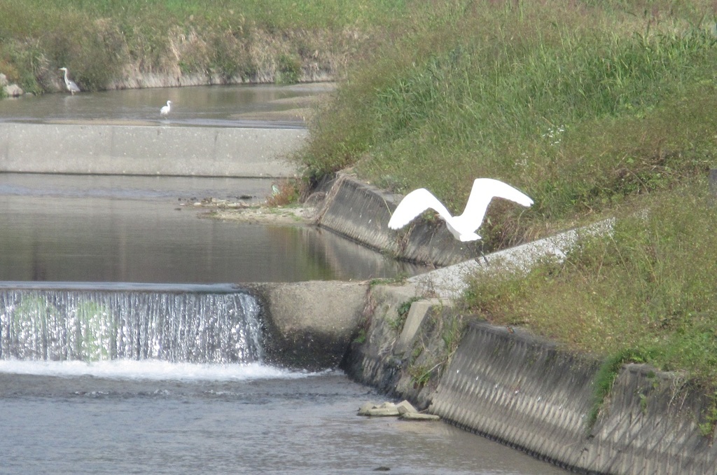 川辺を飛ぶサギ