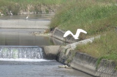 川辺を飛ぶサギ