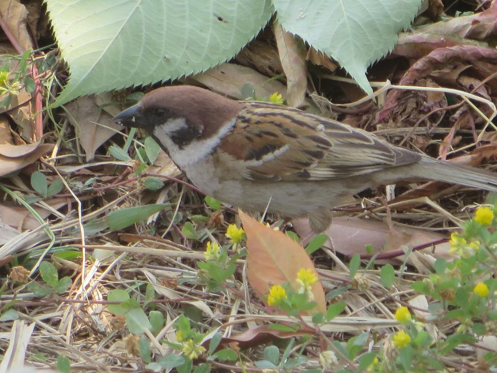 餌をほおばるスズメ①