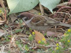 餌をほおばるスズメ①