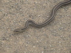 川沿いで見かけた蛇
