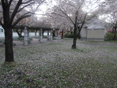 散る桜②