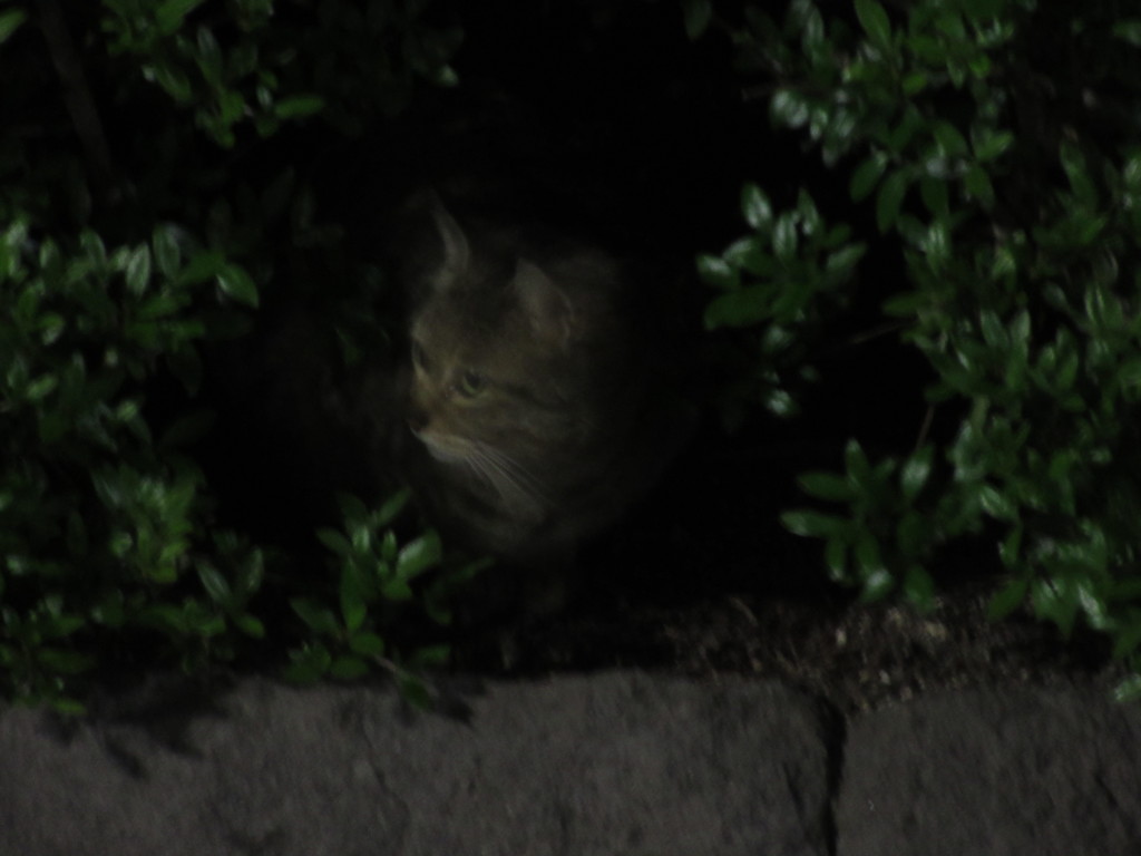 茂みの中から顔を出す猫ちゃん①