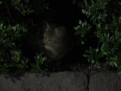 茂みの中から顔を出す猫ちゃん①