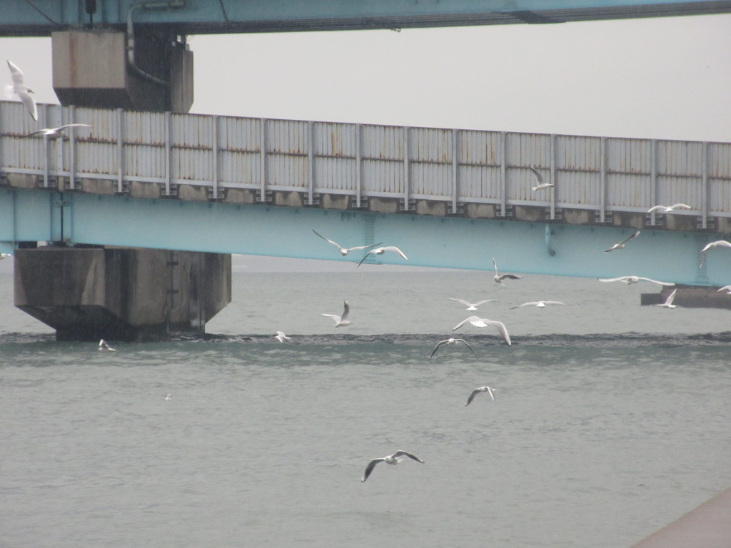 ユリカモメの群れ①