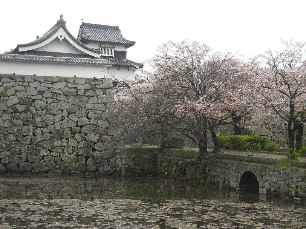 桜の満開の福岡城跡