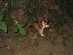 夜の参道に潜む猫ちゃん③