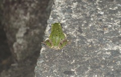 山麓で見かけた小さなカエル