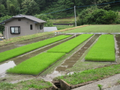 田んぼの植え付けが始まる