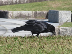 カラス①